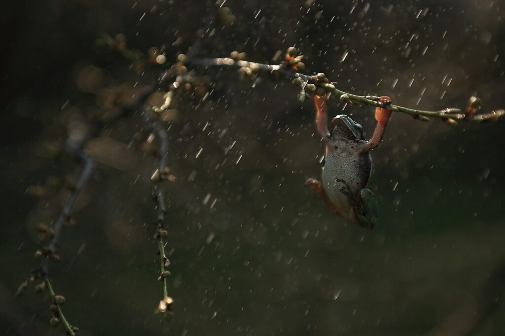 rain, frog, amphibian-4376988.jpg