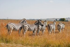 zebras, safari, game-8403717.jpg