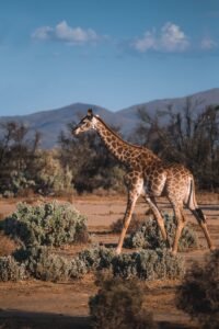 Photo of of Baby Giraffe Walking